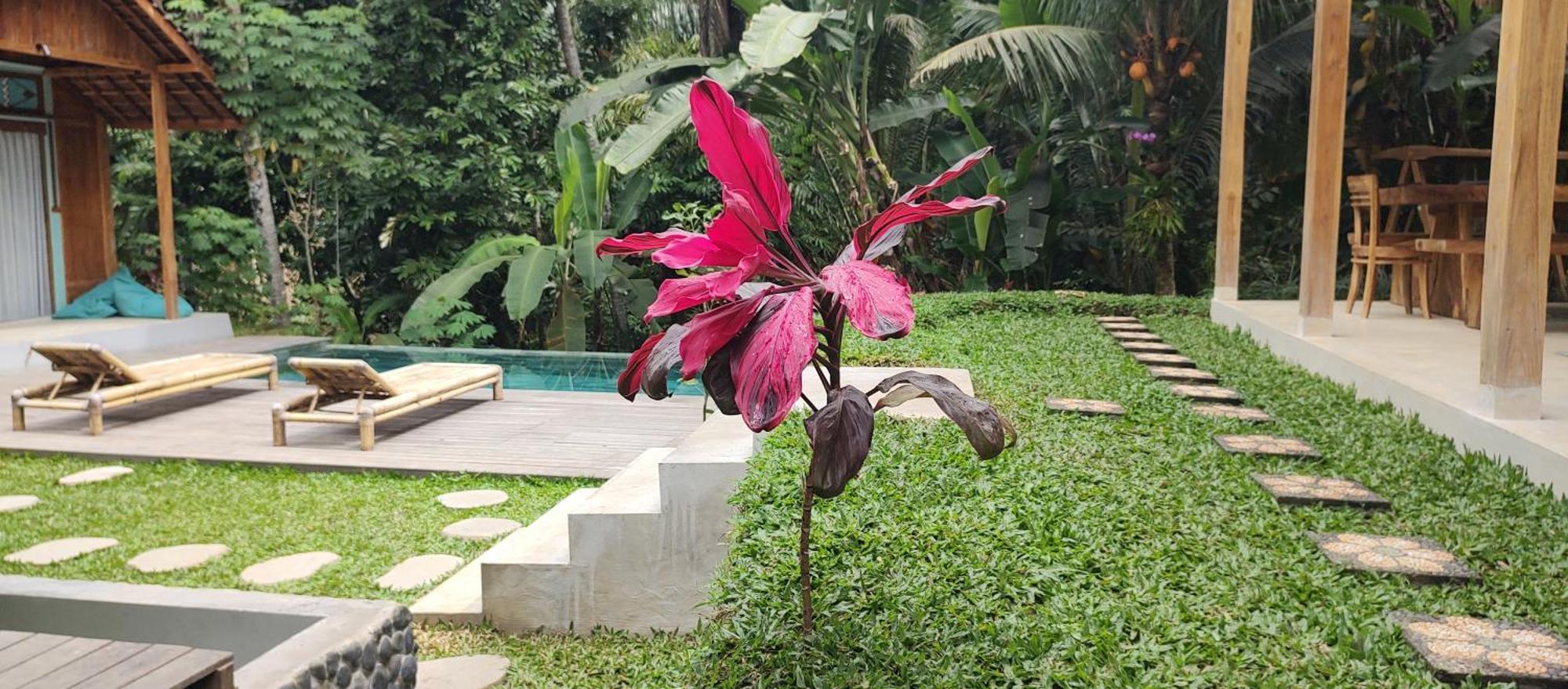Rumah Guci ウブド エクステリア 写真